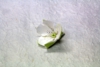 花 / パーツ